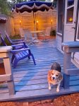 Your dog is welcome to join you